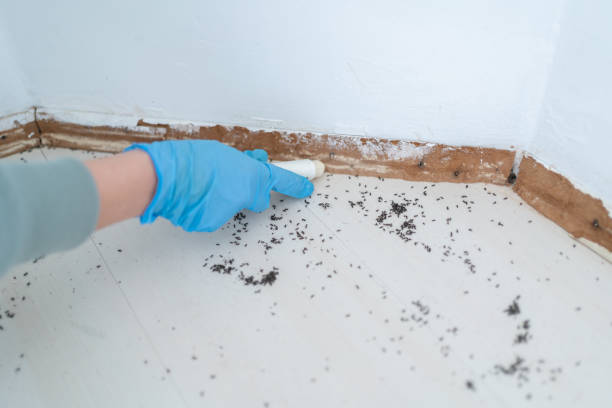 Professional Pest Control in Covedale, OH